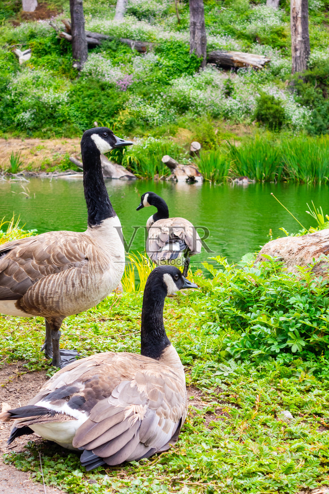 金门公园池塘中的加拿大鹅照片摄影图片