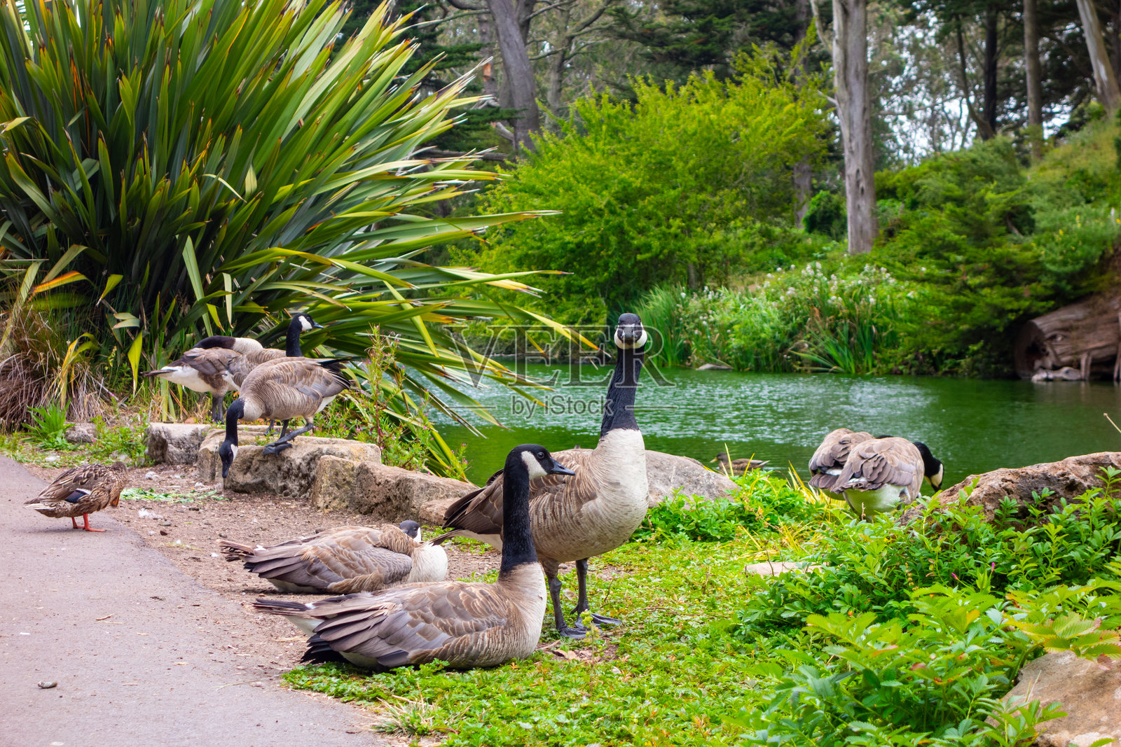 金门公园池塘中的加拿大鹅照片摄影图片