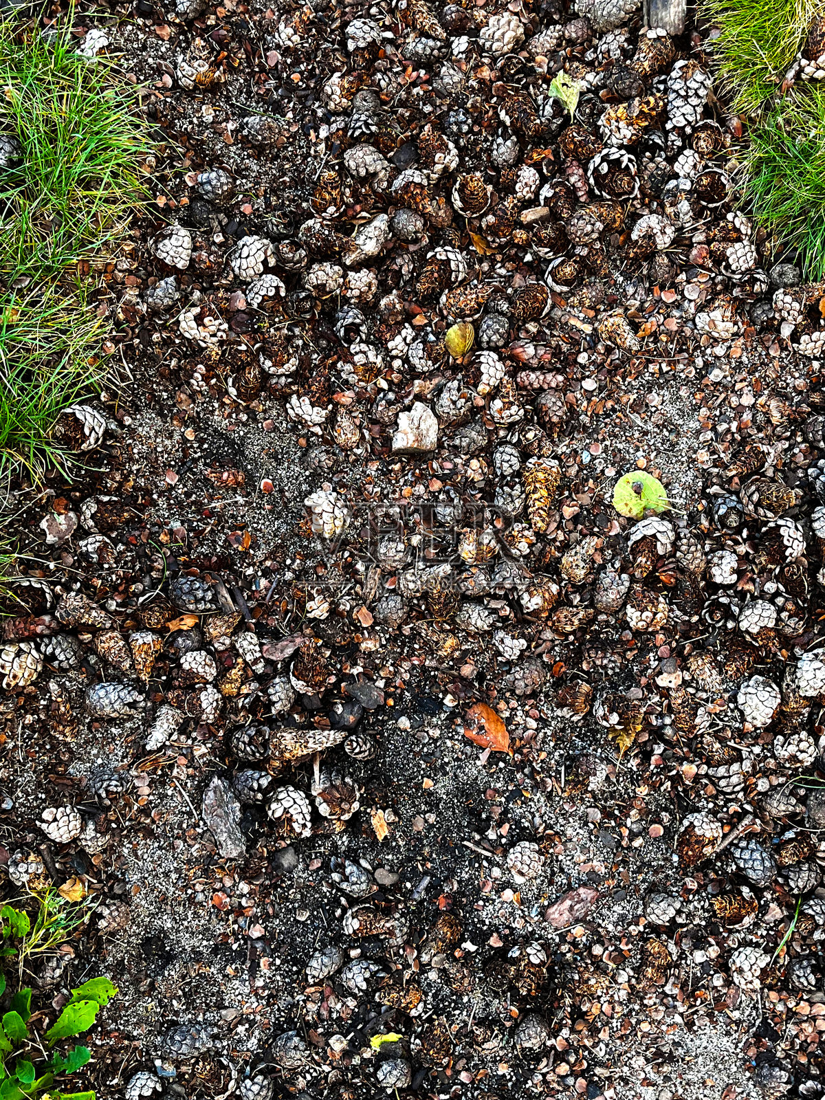 森林中松果的纹理，许多五颜六色的大松果散落在地面上，俯视图照片摄影图片