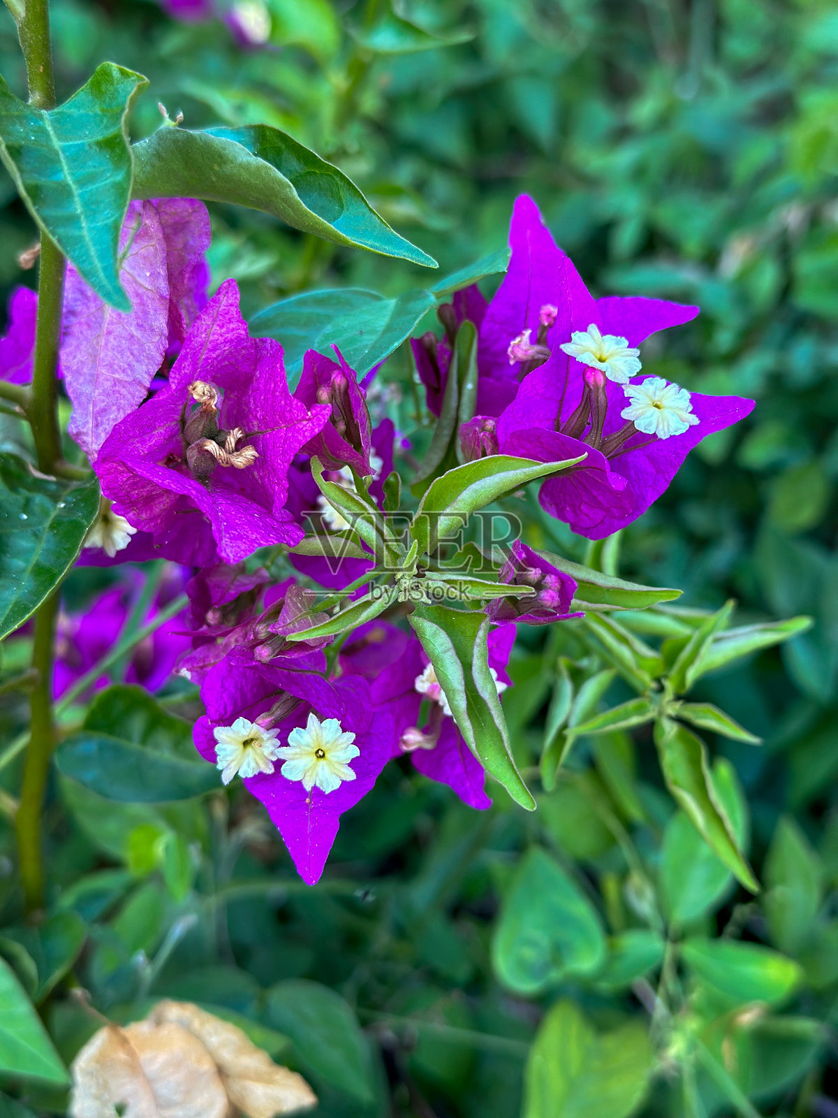 鲜艳的紫色花朵在绿色灌木上盛开照片摄影图片