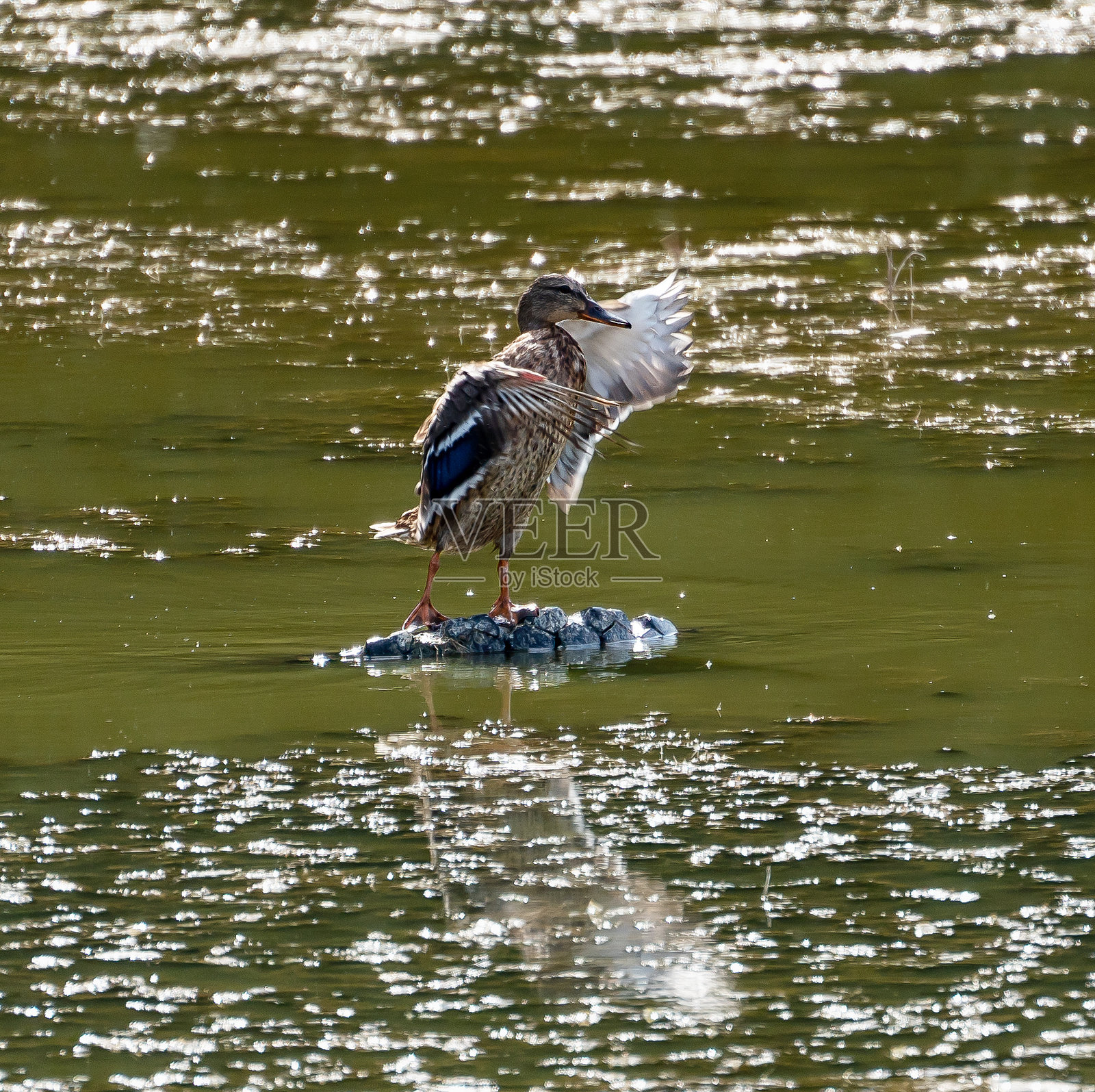 一只野鸭照片摄影图片