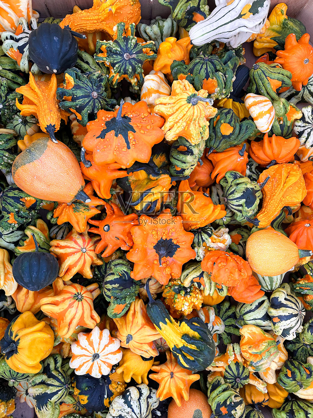 秋天的南瓜和葫芦照片摄影图片