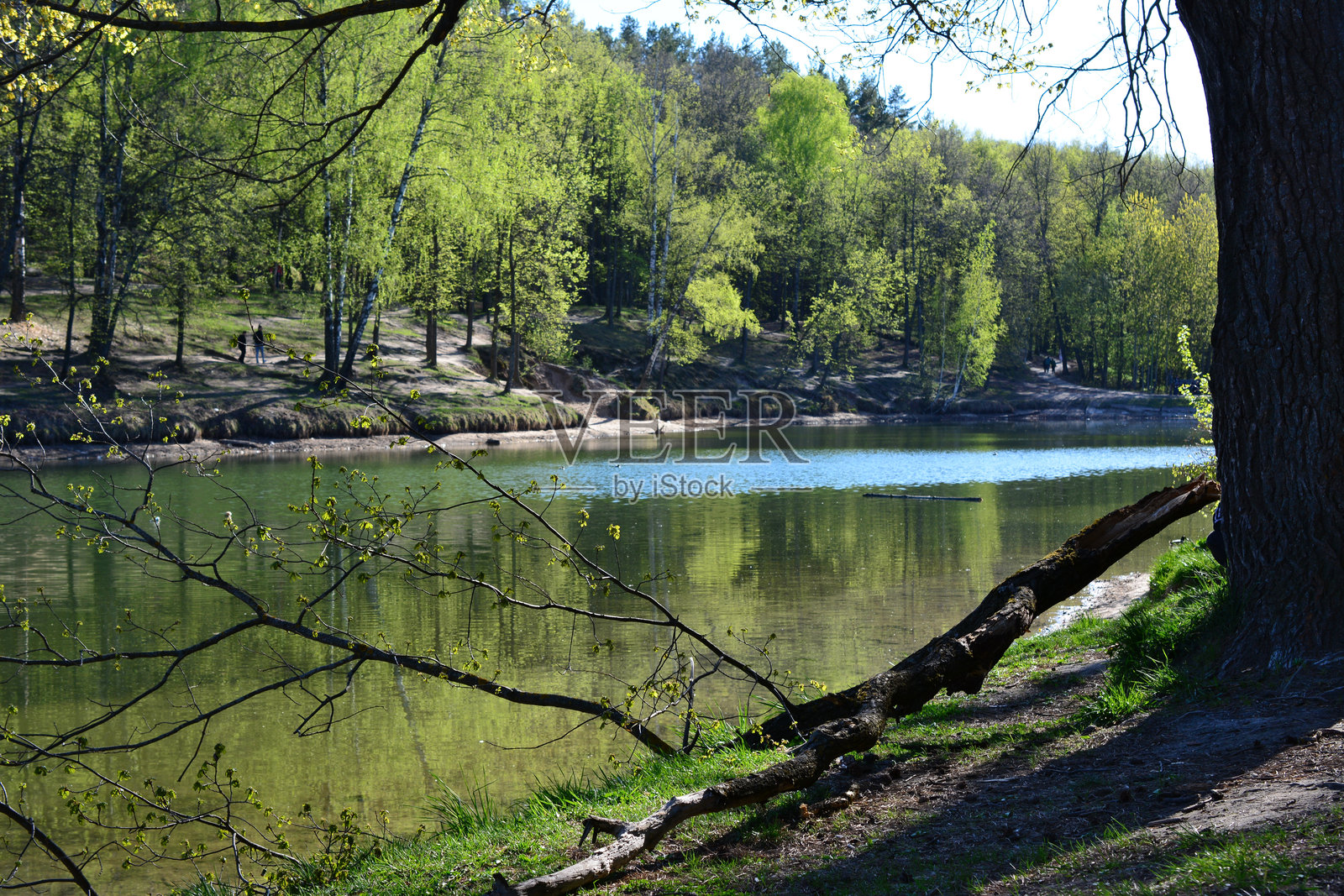 湖面上有一根树枝的倒影照片摄影图片