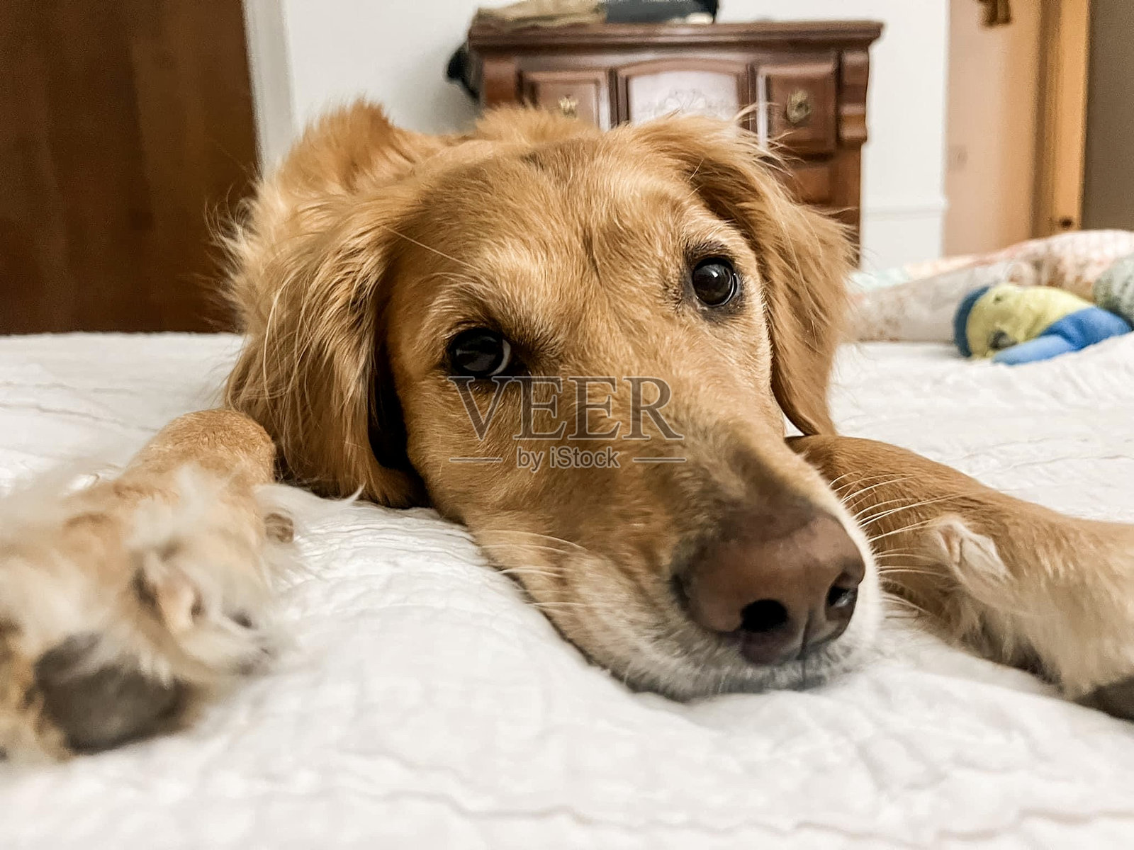 金色女孩照片摄影图片