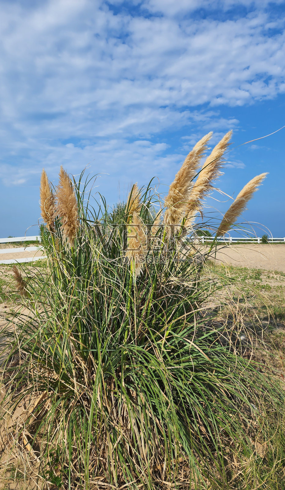 海滩草照片摄影图片