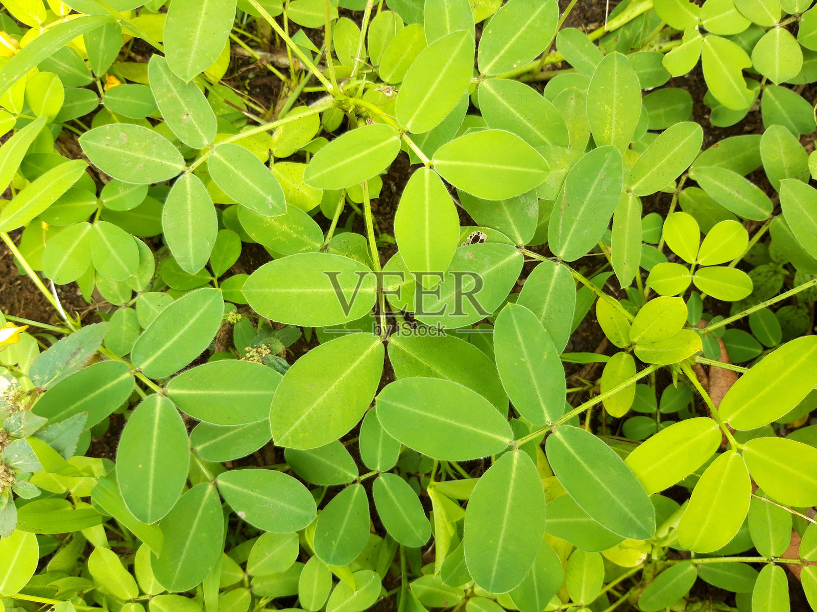 叶子背景照片摄影图片