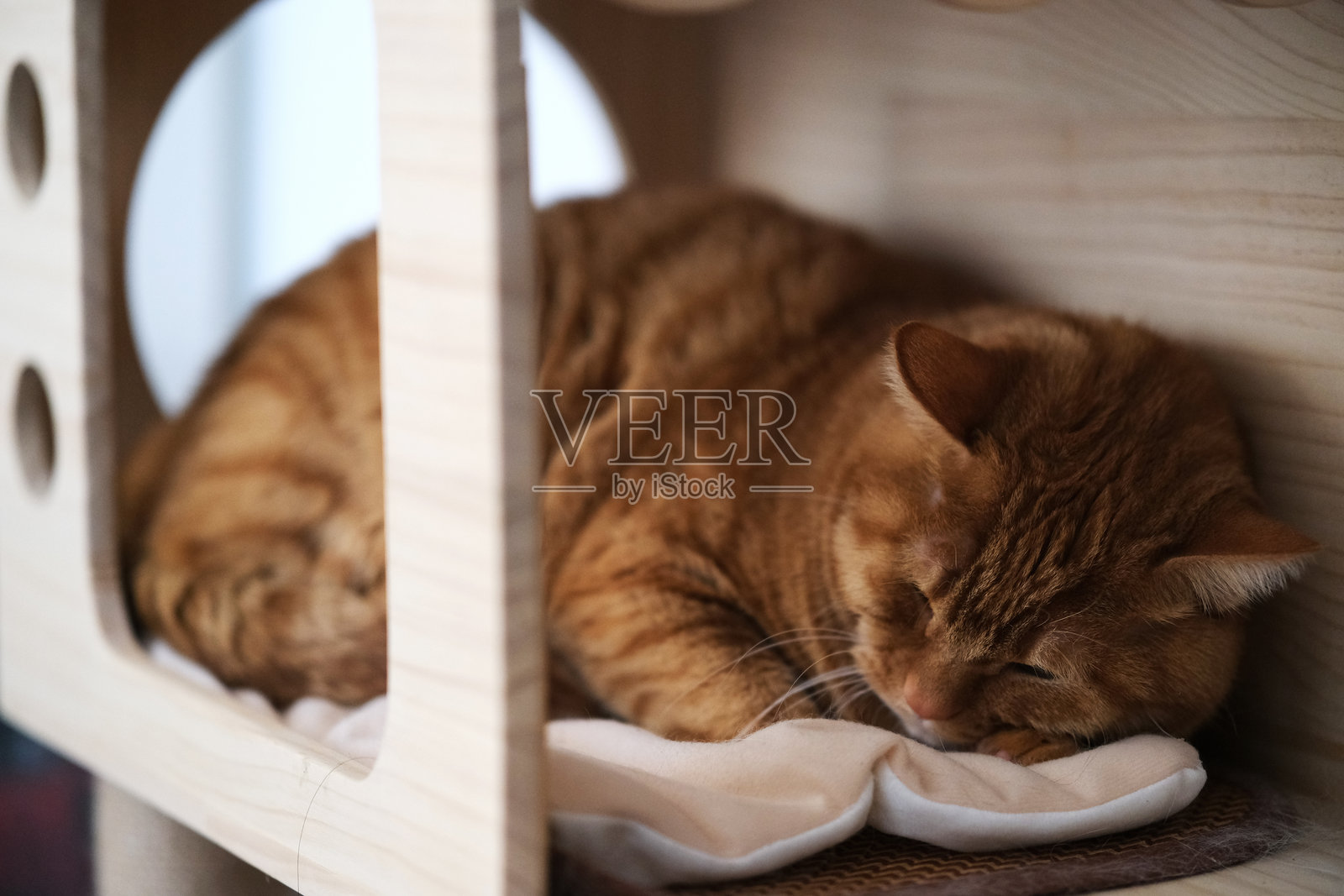 棕色虎斑猫在猫窝里睡觉照片摄影图片