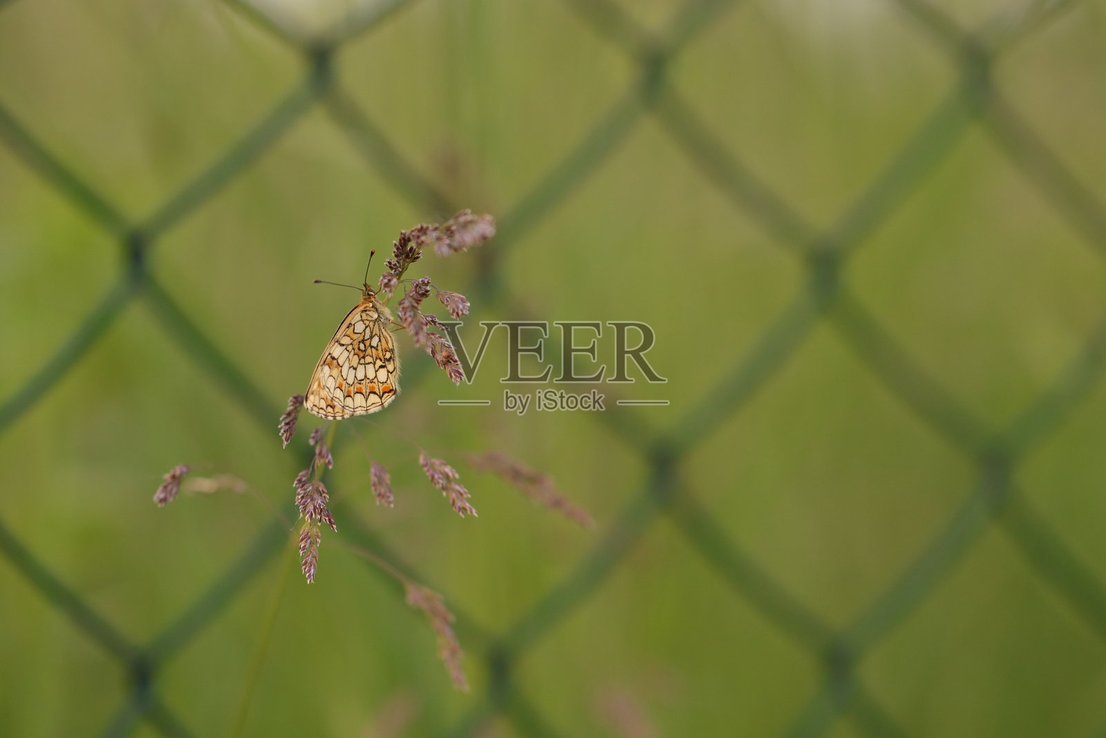 梅利塔亚阿塔利亚蝴蝶照片摄影图片