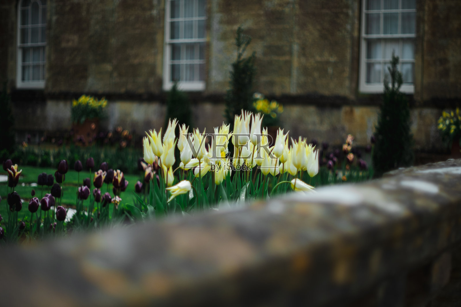 黄色郁金香照片摄影图片