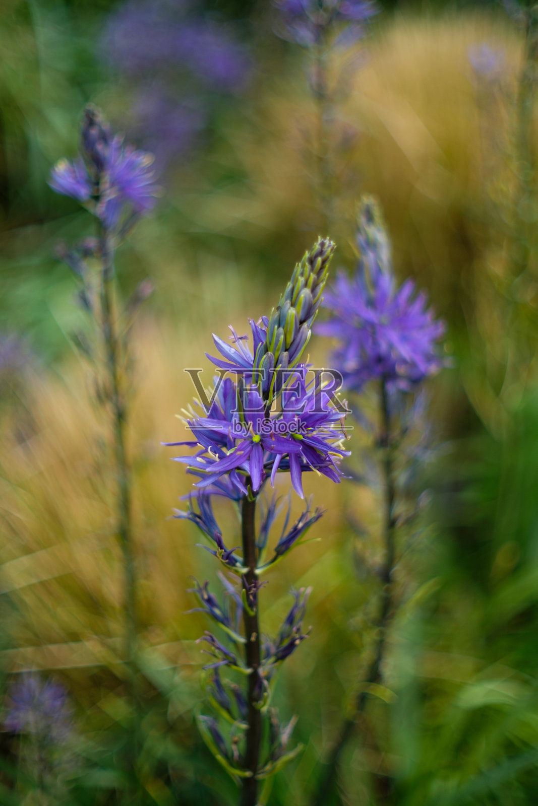 草地上的卡马西亚照片摄影图片