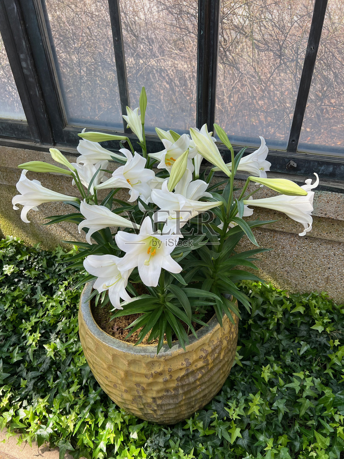 复活节百合照片摄影图片