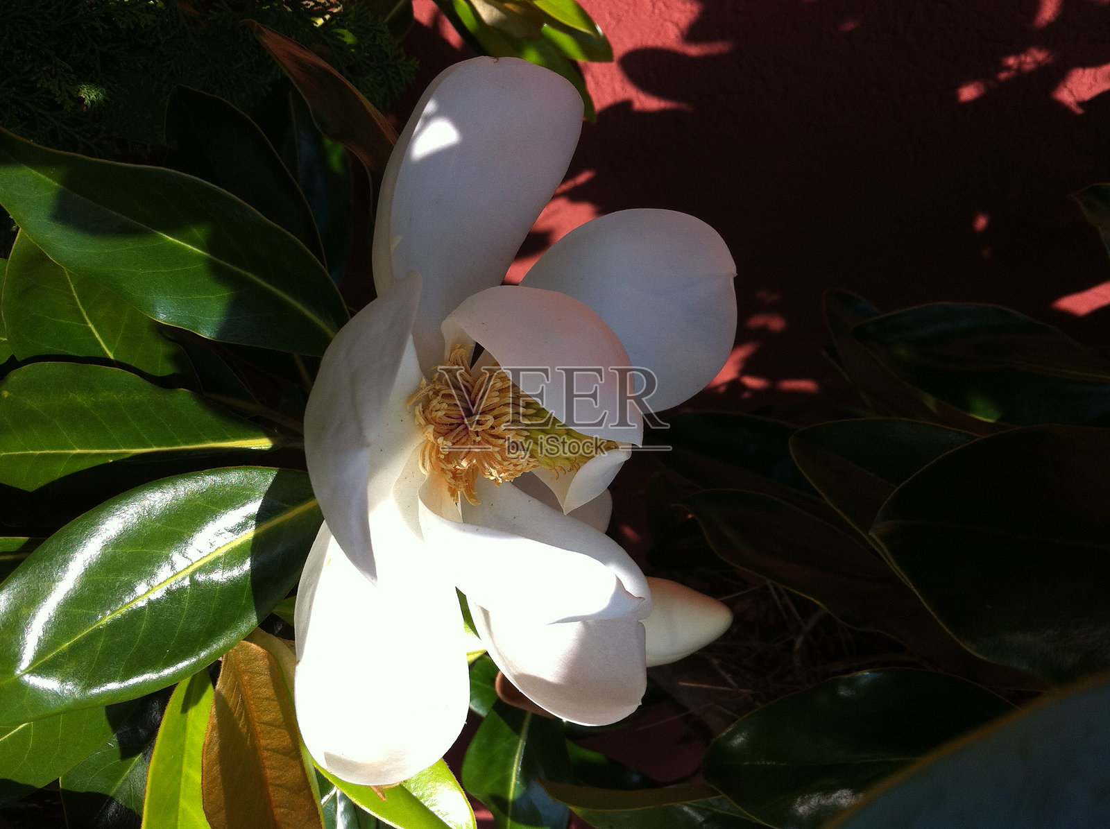 阴影与阳光中的忧郁木兰照片摄影图片