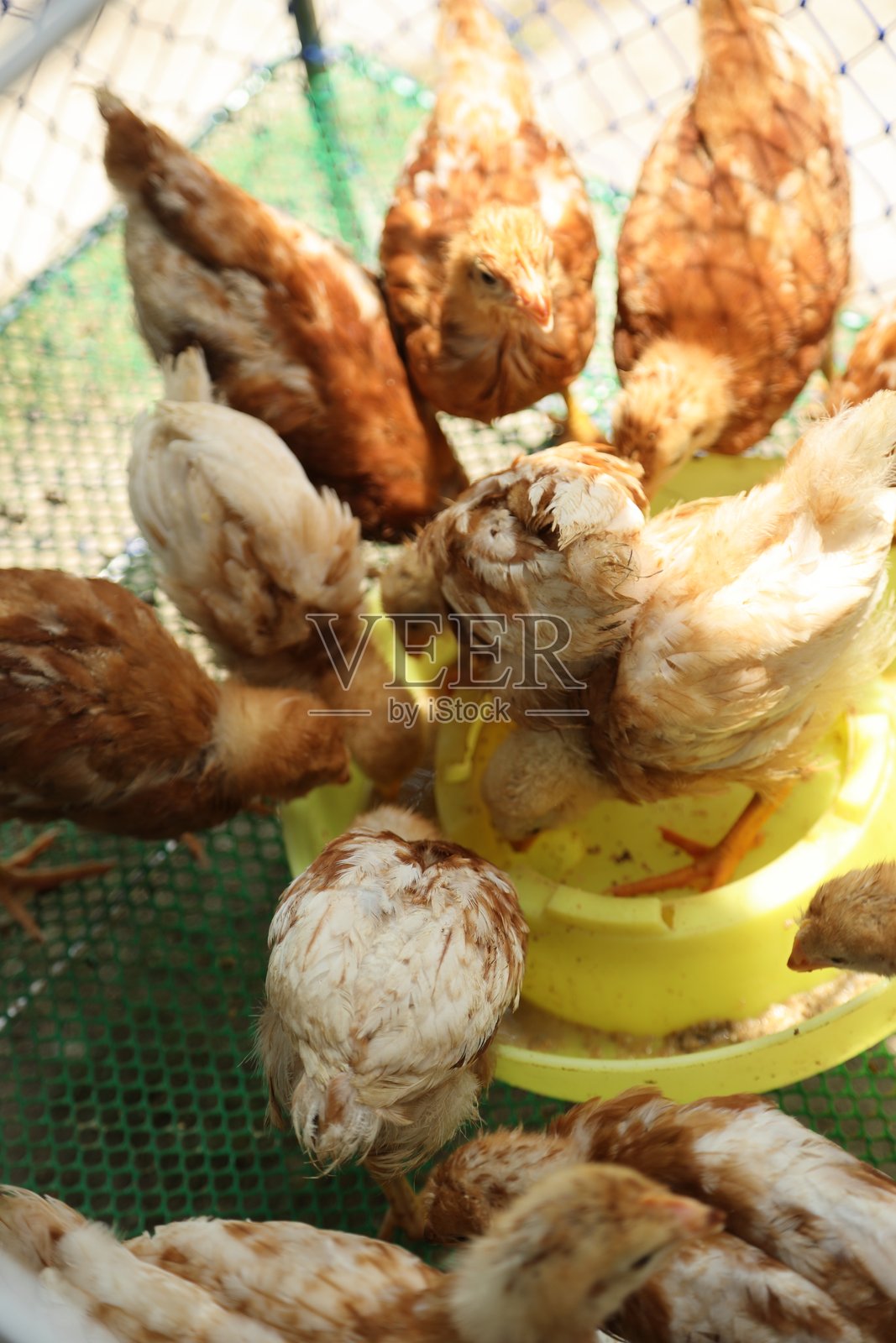 可爱的小鸡照片摄影图片