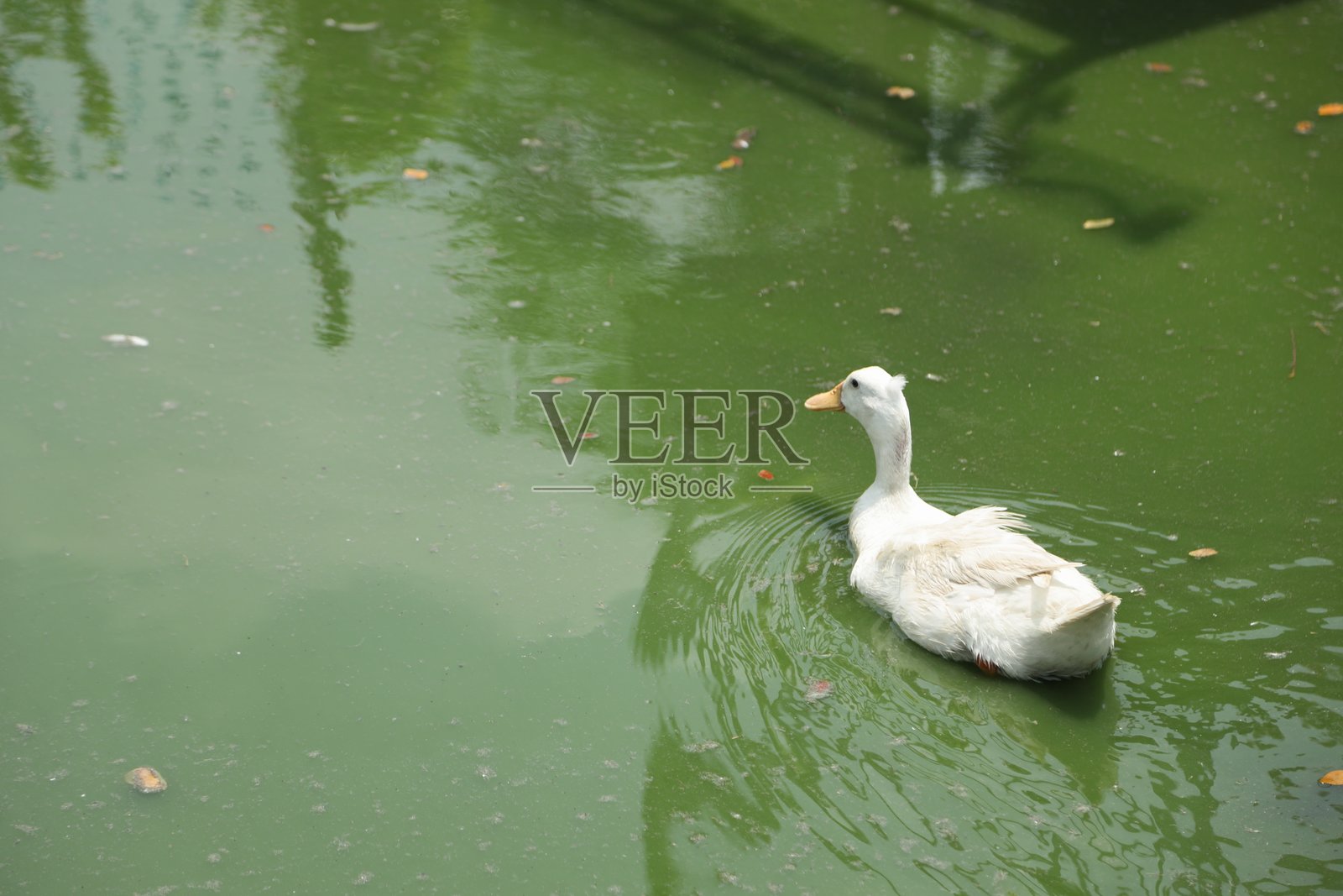 农场动物生活照片摄影图片