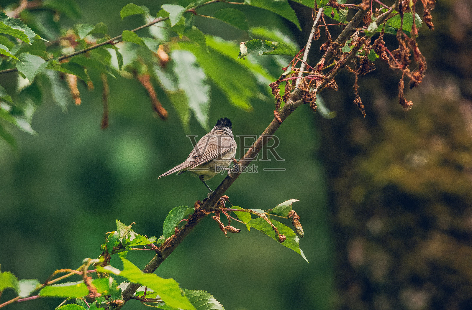 野生鸟类照片摄影图片