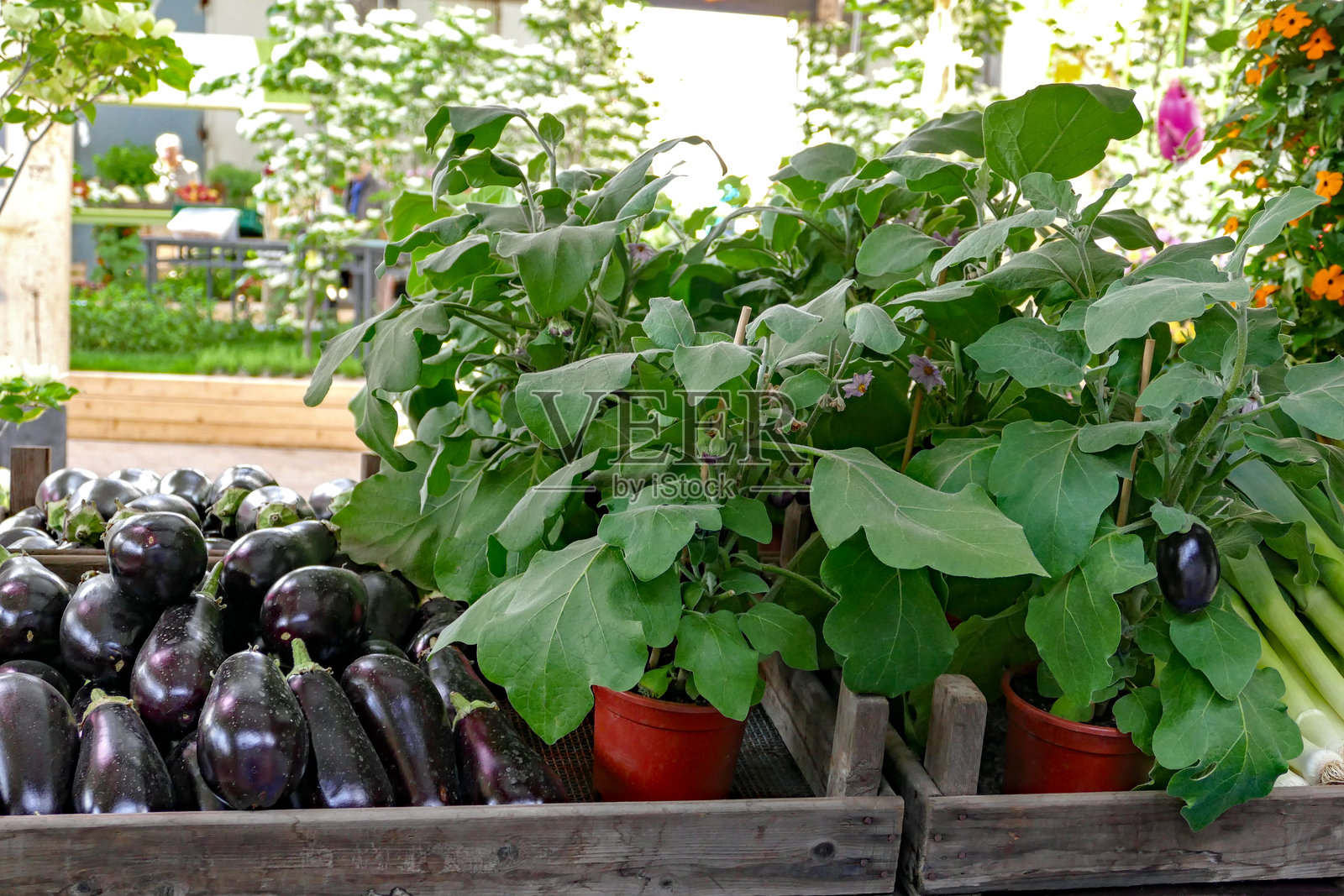 茄子照片摄影图片