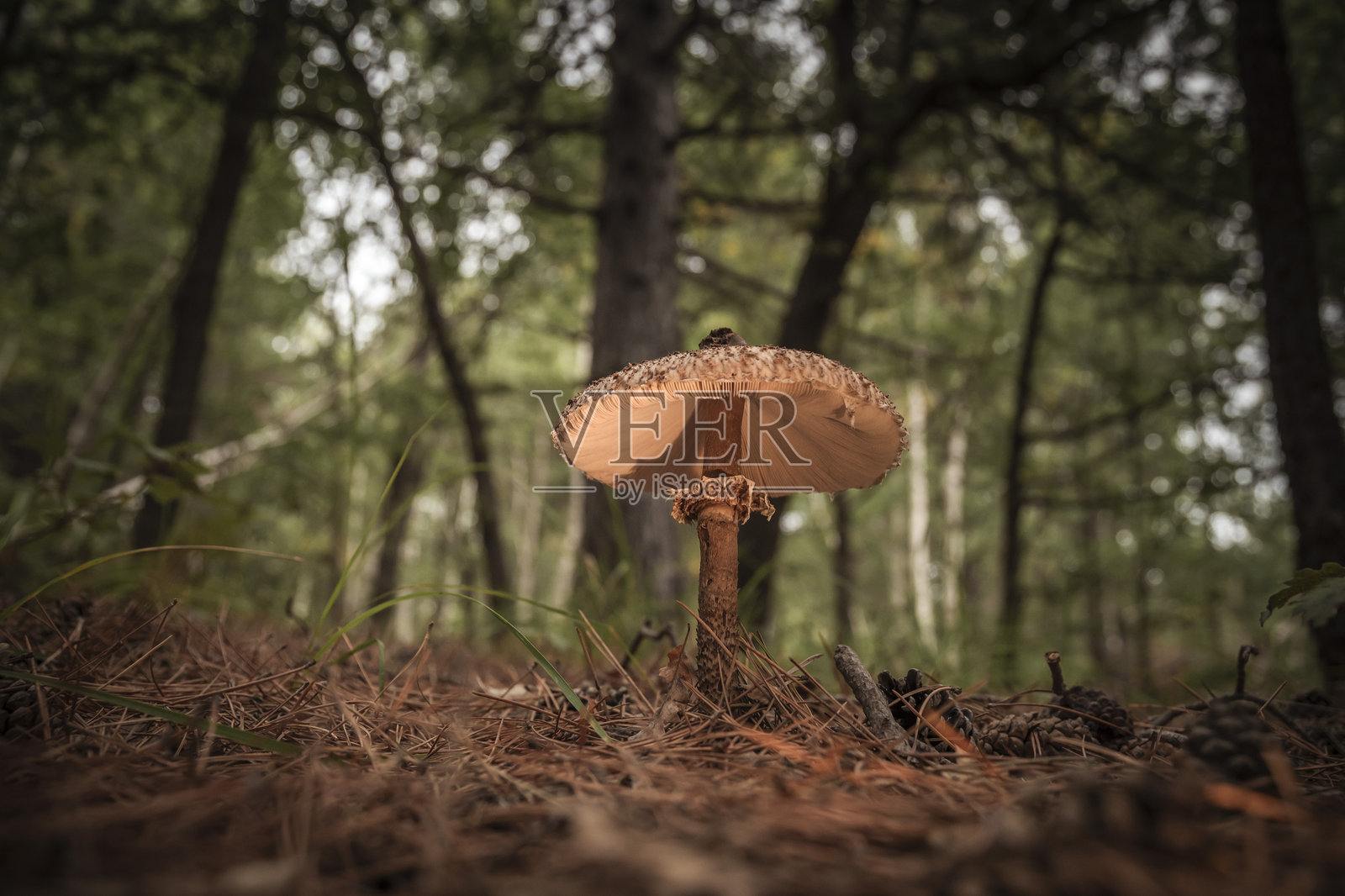 伞形蘑菇照片摄影图片