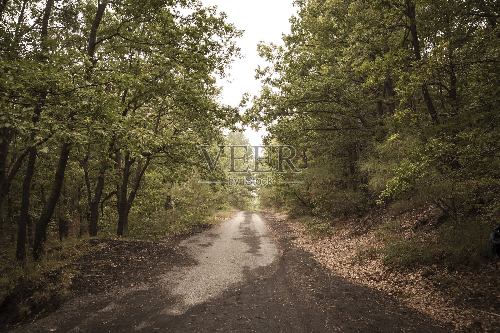 埃特纳山的森林小径照片摄影图片