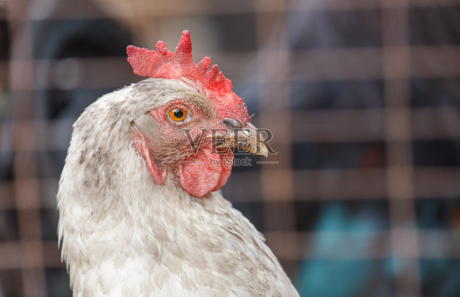 农场上鸡的特写肖像照片摄影图片