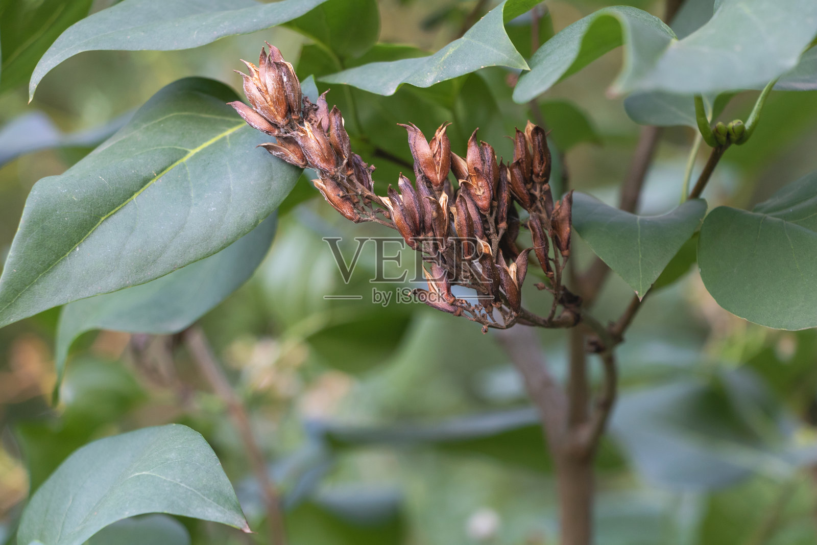 棕色干枯的丁香花苞特写，枝上带有绿色叶子照片摄影图片