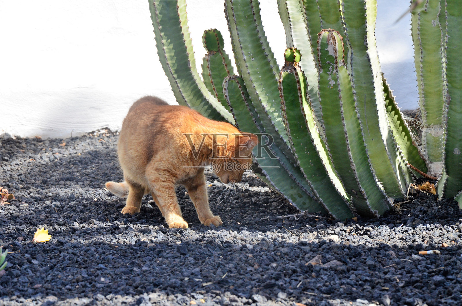 特内里费岛上的厚茎柱状仙人掌（Pilosocereus pachycladus）照片摄影图片