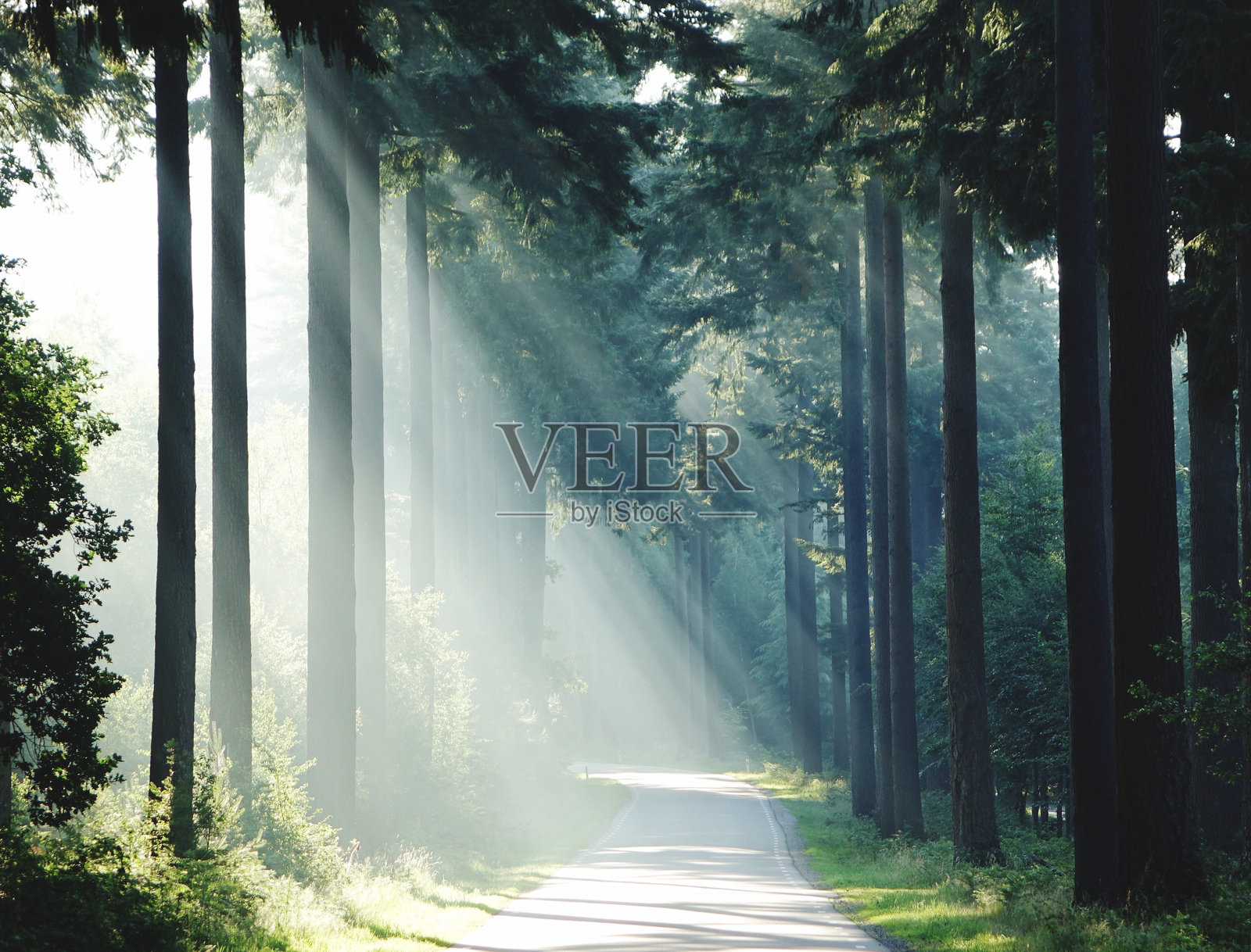 森林中树木间的小径照片摄影图片