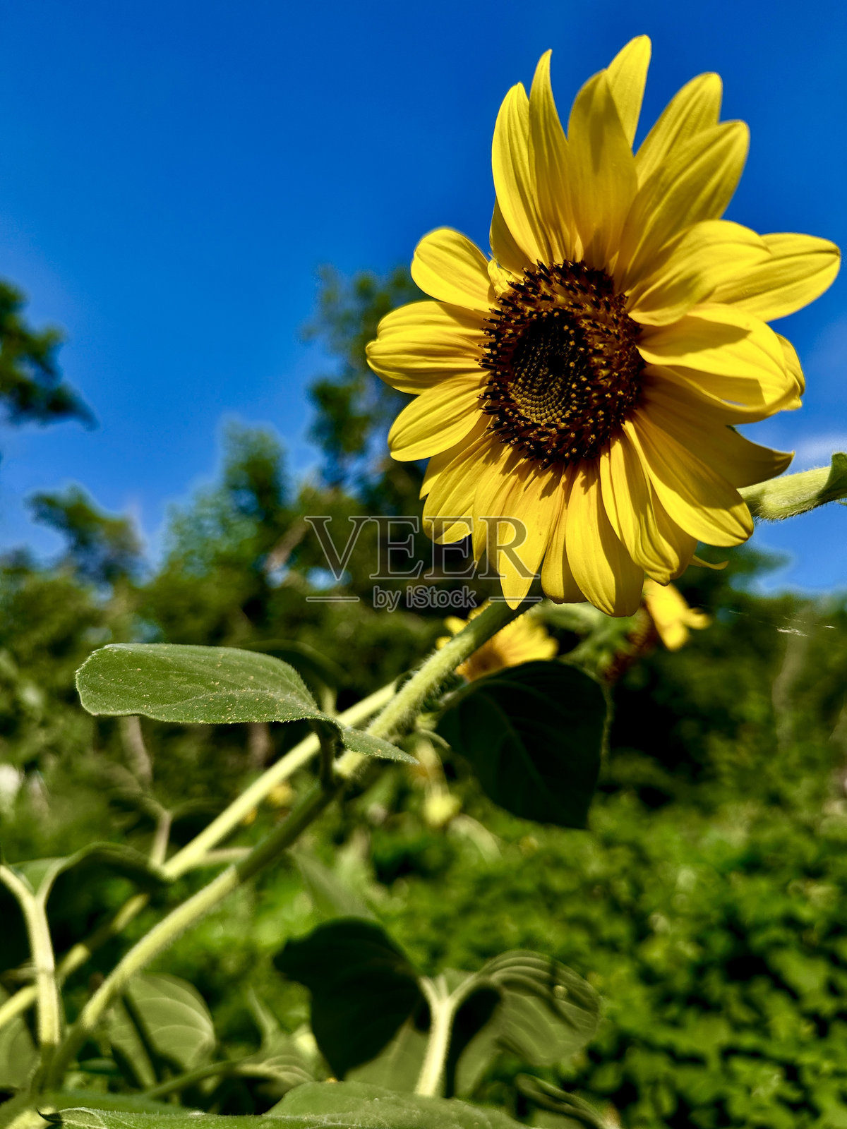 向日葵照片摄影图片