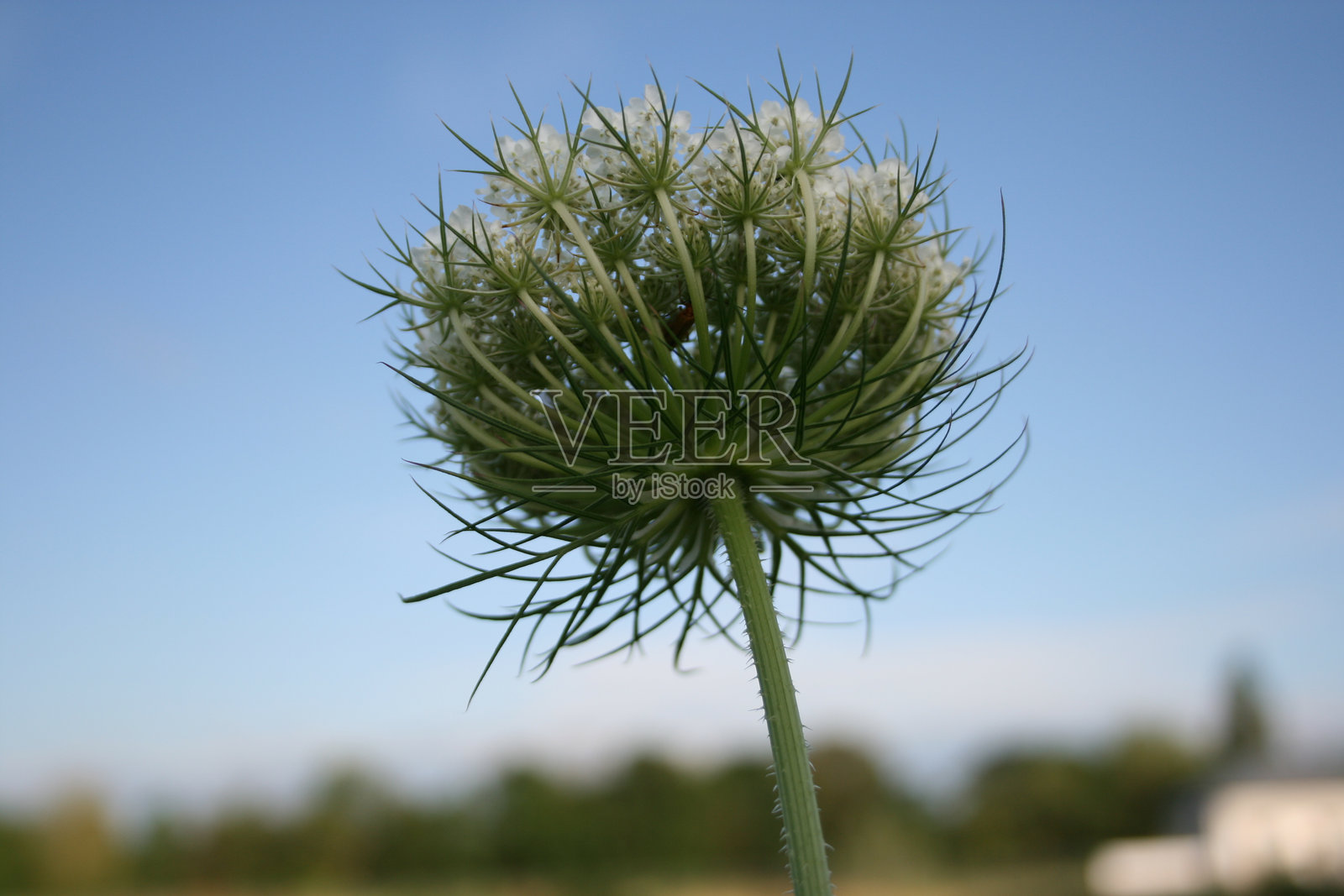 刺植物，自然中的花卉之美照片摄影图片
