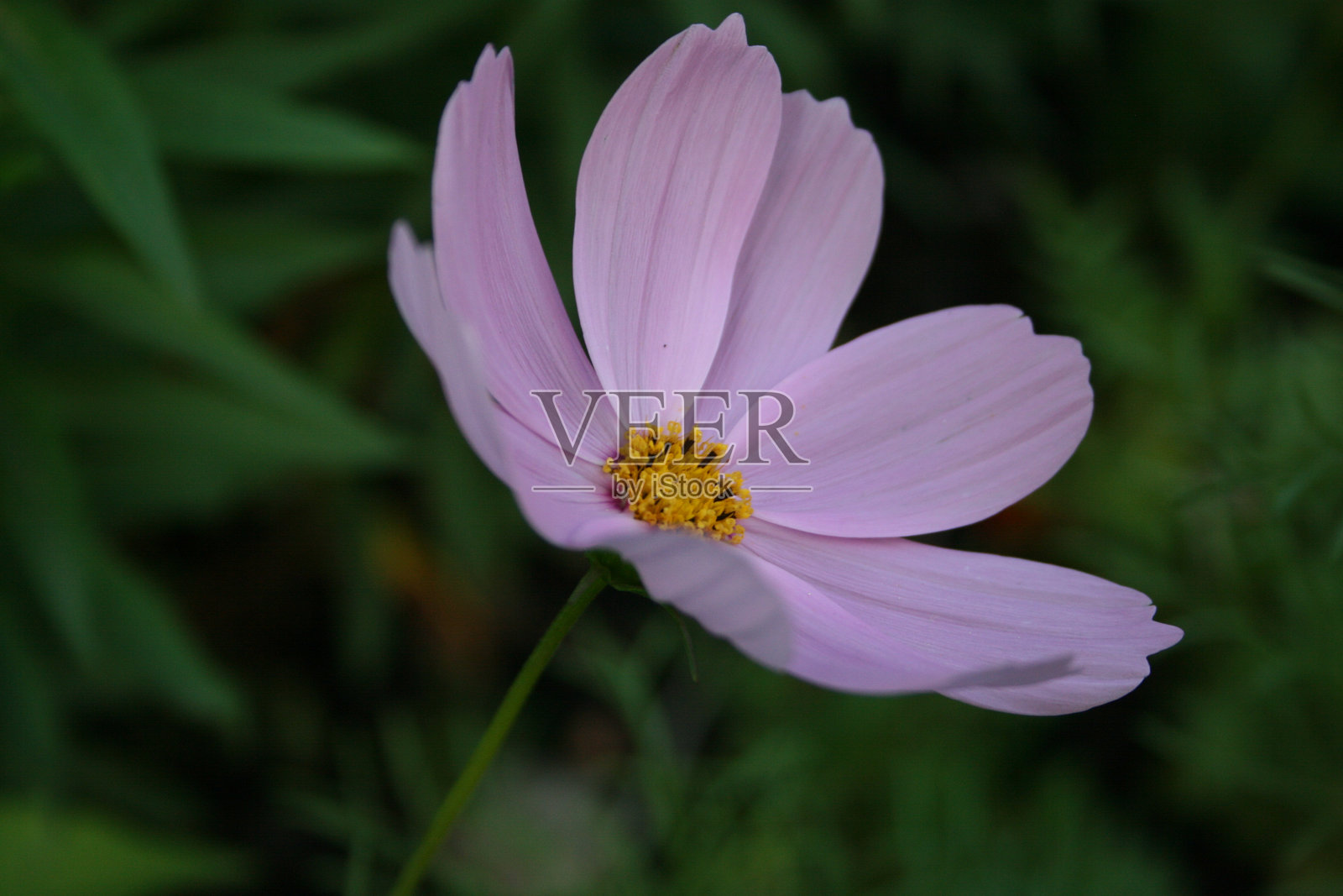 美丽的蓝色花朵在花园中盛开照片摄影图片