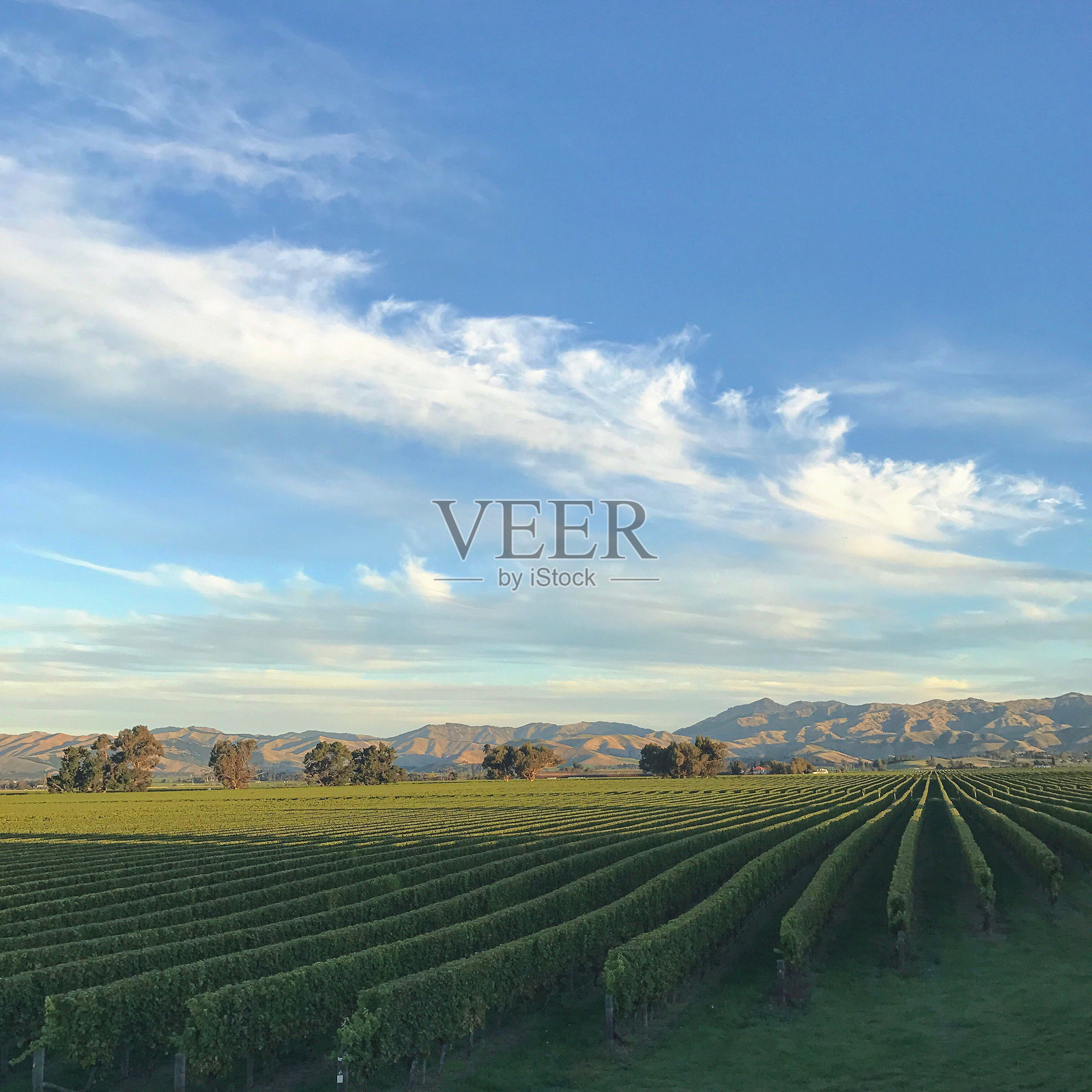 葡萄园与天空的美丽景色照片摄影图片