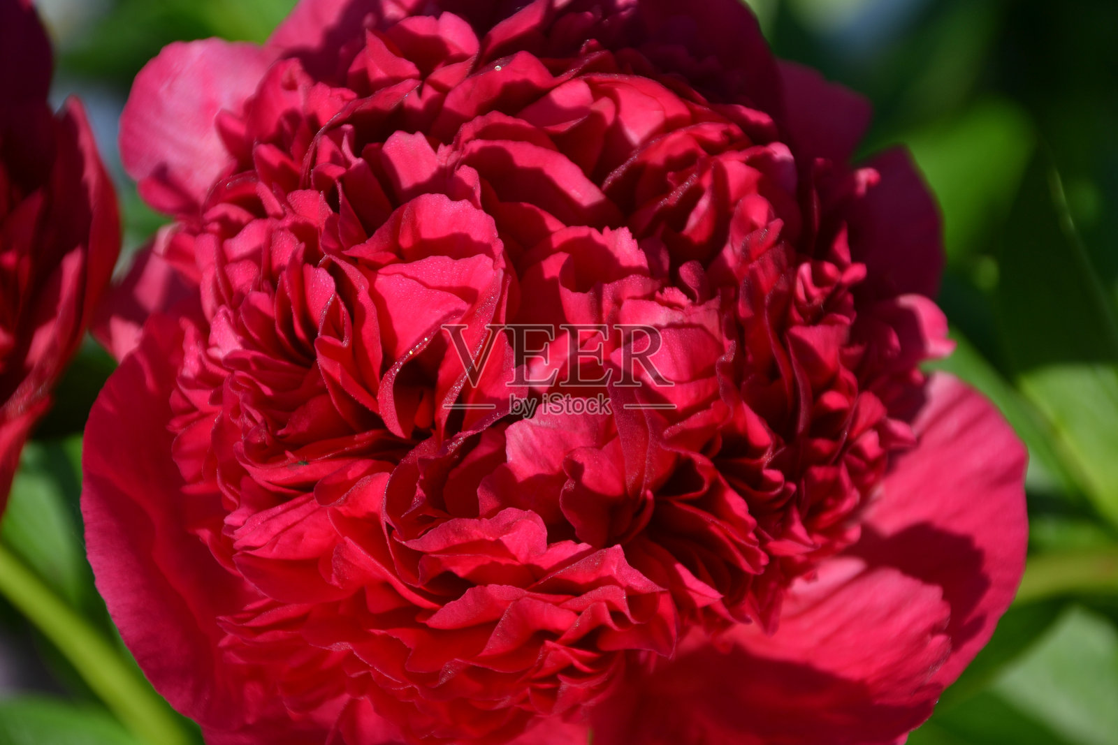 红色魅力牡丹特写镜头照片摄影图片