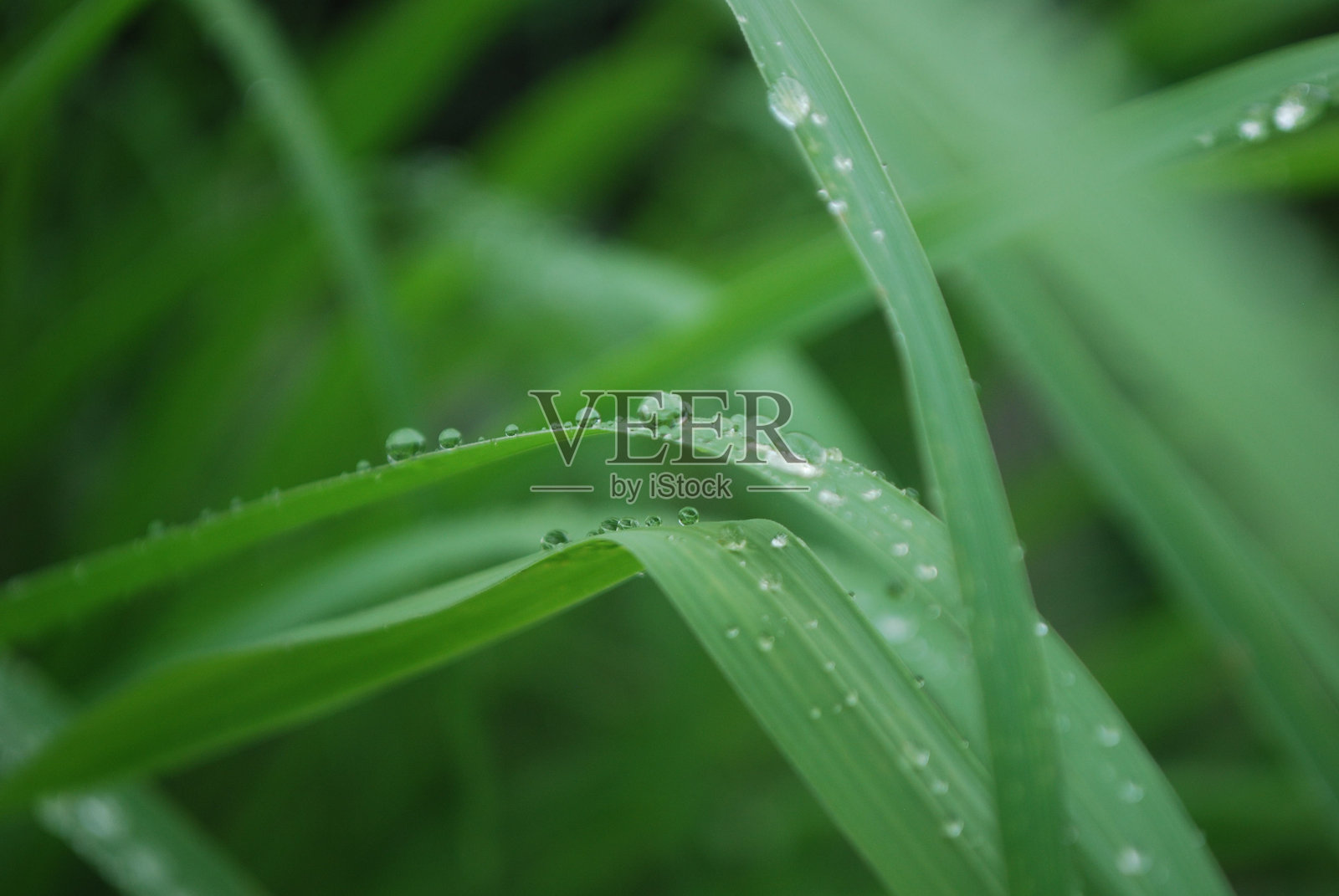 叶子上的水滴特写照片摄影图片