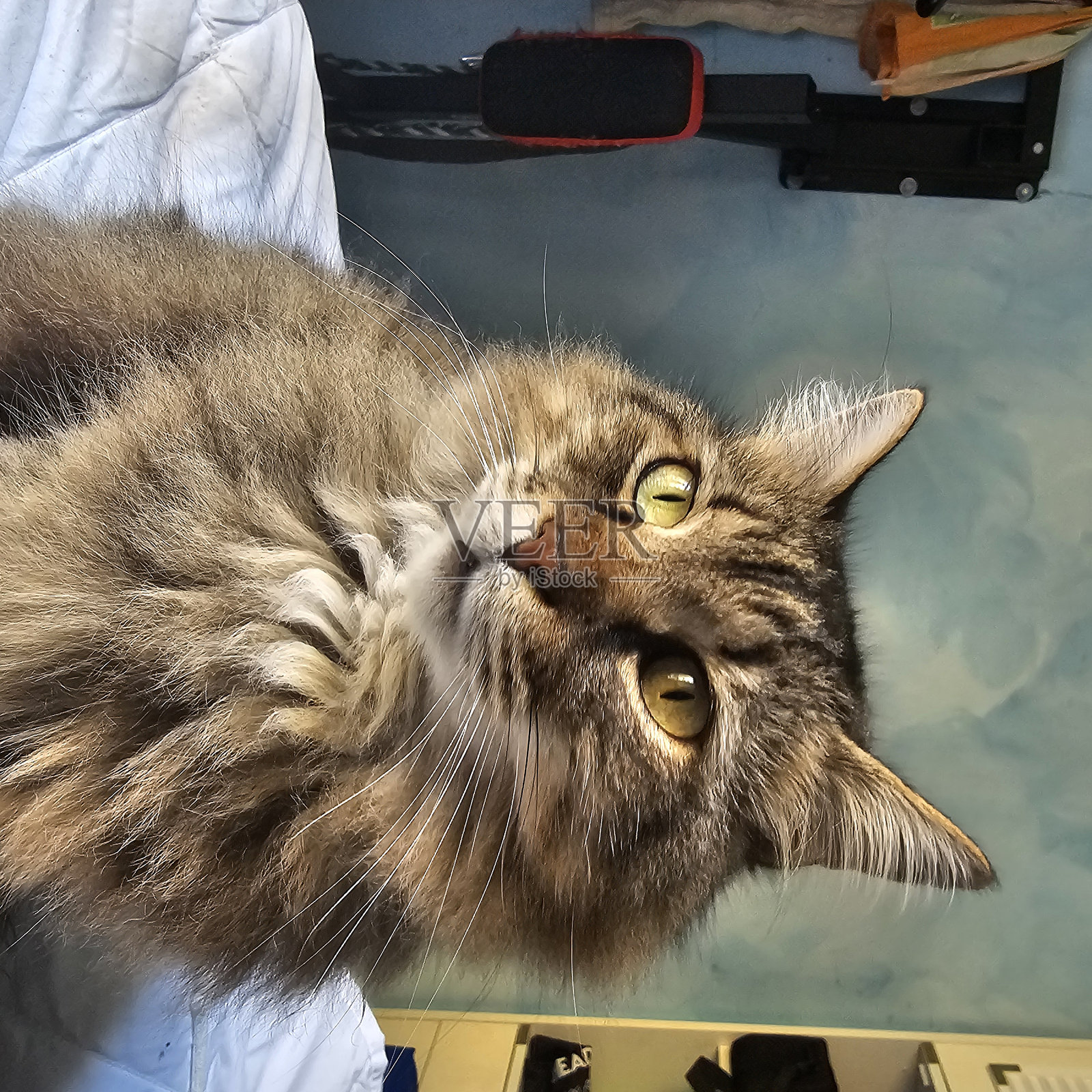 美丽的猫咪照片照片摄影图片