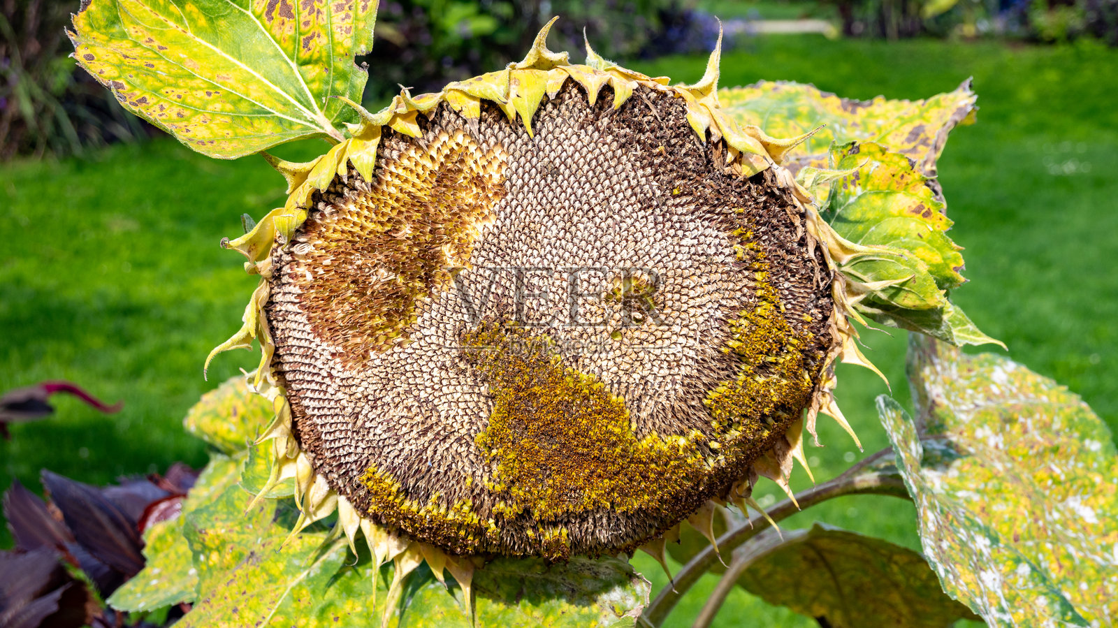向日葵花头特写，带有种子。照片摄影图片