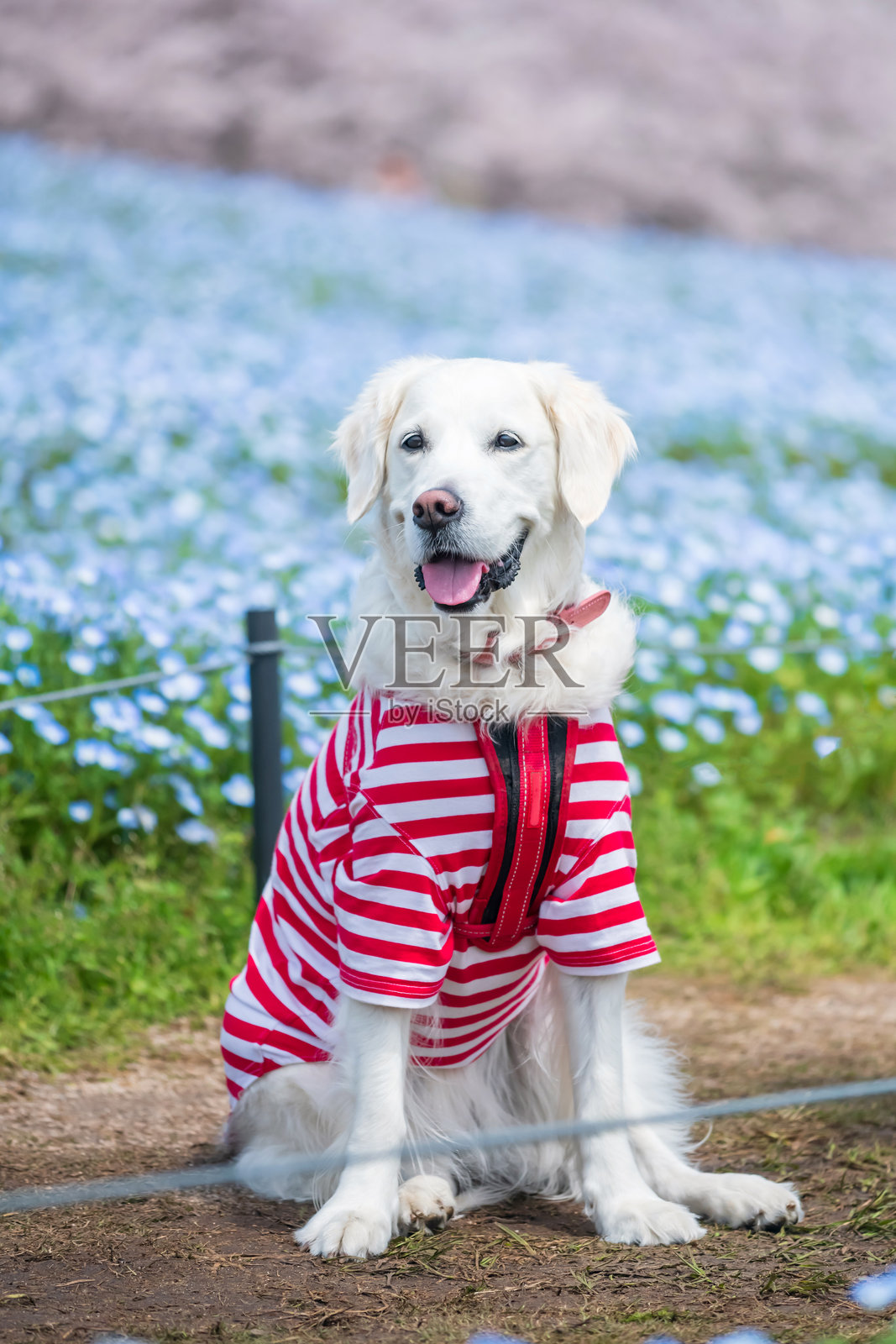 福冈的白色金毛寻回犬与蓝花菜和樱花照片摄影图片