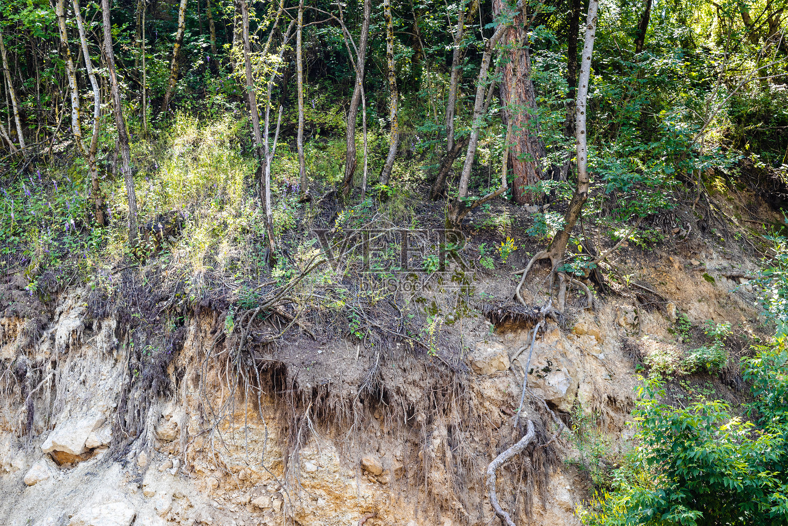 树根在崩塌的峡谷坡道上照片摄影图片