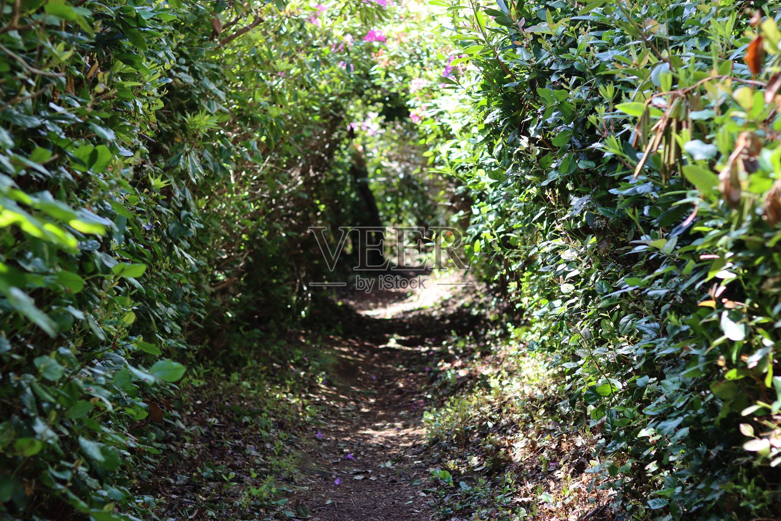 被浓密灌木丛围绕的小径照片摄影图片