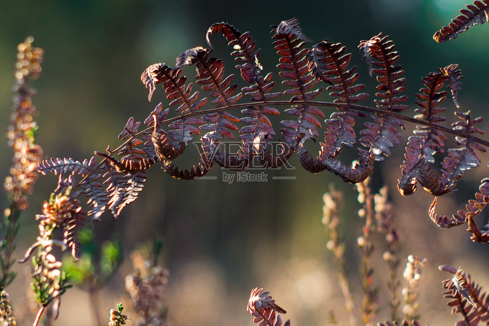 加斯科涅的朗德森林照片摄影图片