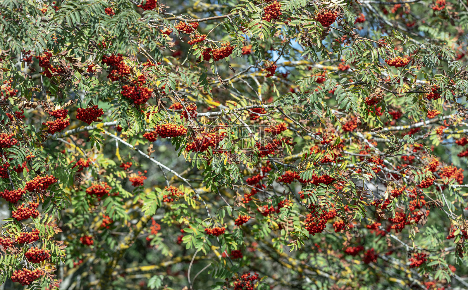 rowan树的树枝上密密麻麻地覆盖着一簇簇鲜红色的浆果和绿色的叶子，预示着夏末或初秋的丰饶照片摄影图片