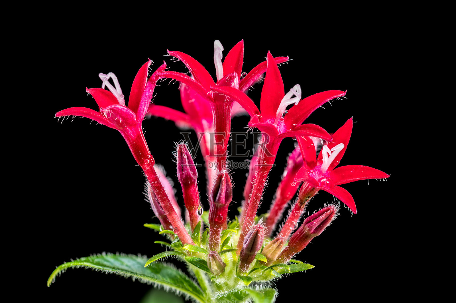 黑色背景上的盛开的红色五角星花照片摄影图片