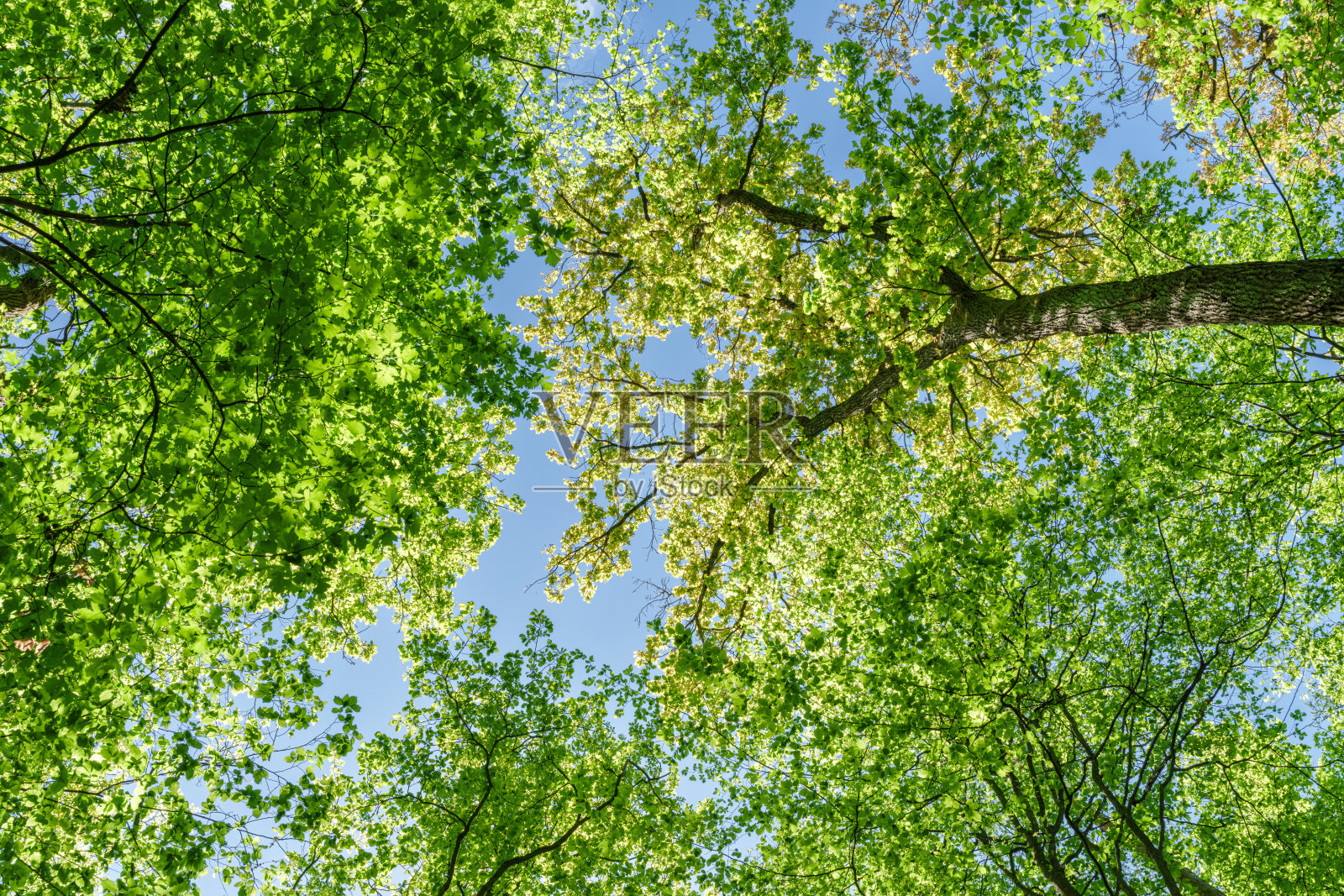 美丽郁郁葱葱的森林树冠景观，阳光轻柔地透过树木洒下。照片摄影图片