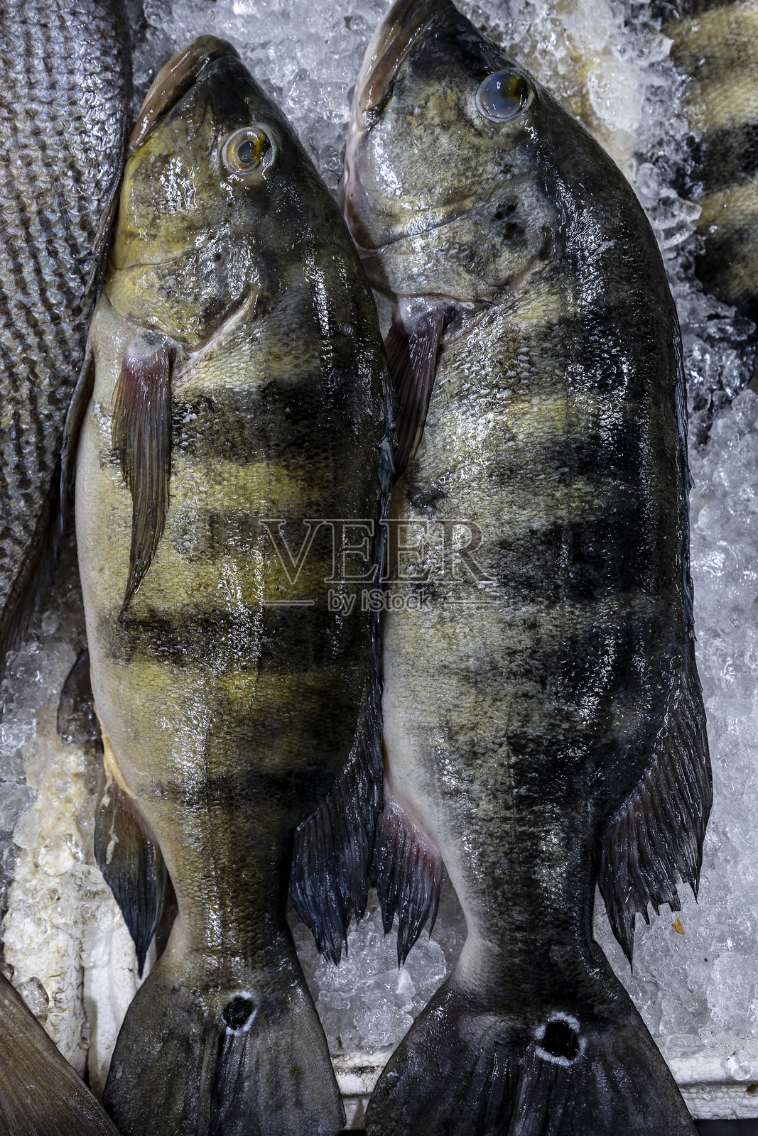 新鲜的孔雀鲈（葡萄牙语称为tucunare），在巴西桑托斯的鱼市出售照片摄影图片