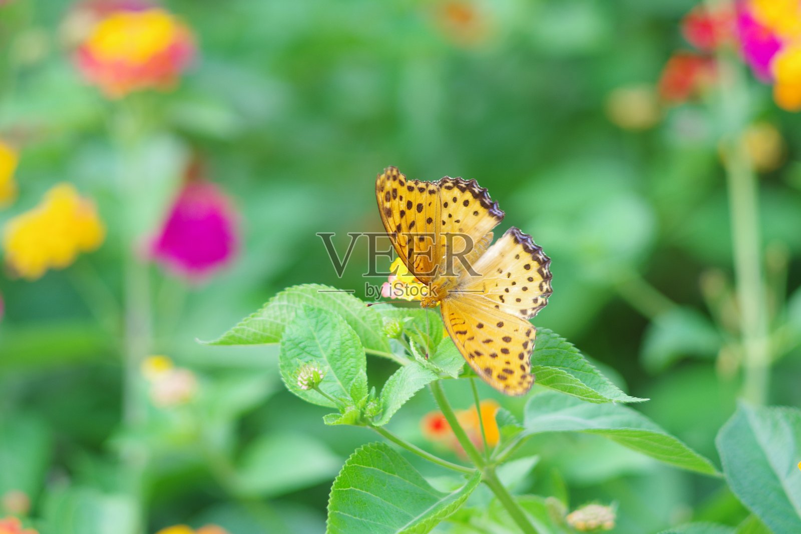 花上的蝴蝶照片摄影图片