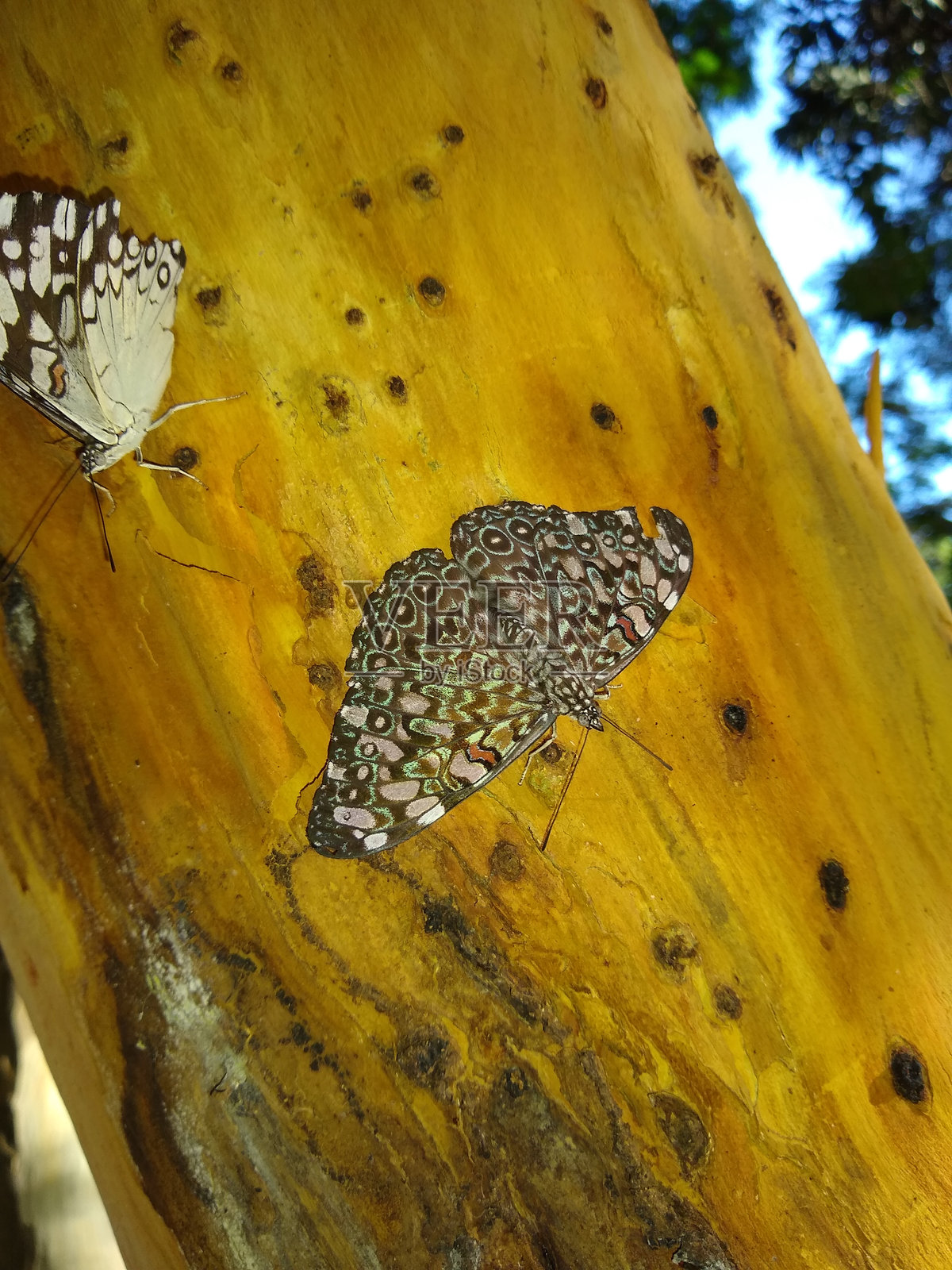 蝴蝶照片摄影图片