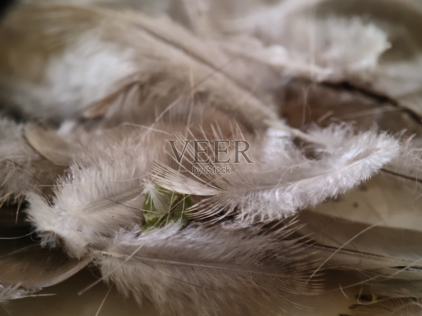 松散的鸟羽照片摄影图片