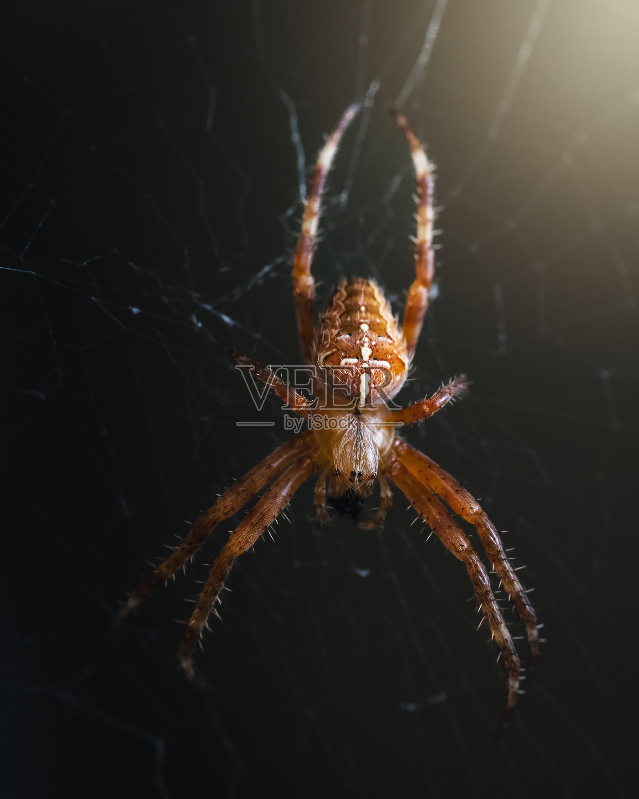 十字蜘蛛 - 十字园蛛 - 蜘蛛网 - 欧洲花园蜘蛛 (Araneus diadematus)照片摄影图片