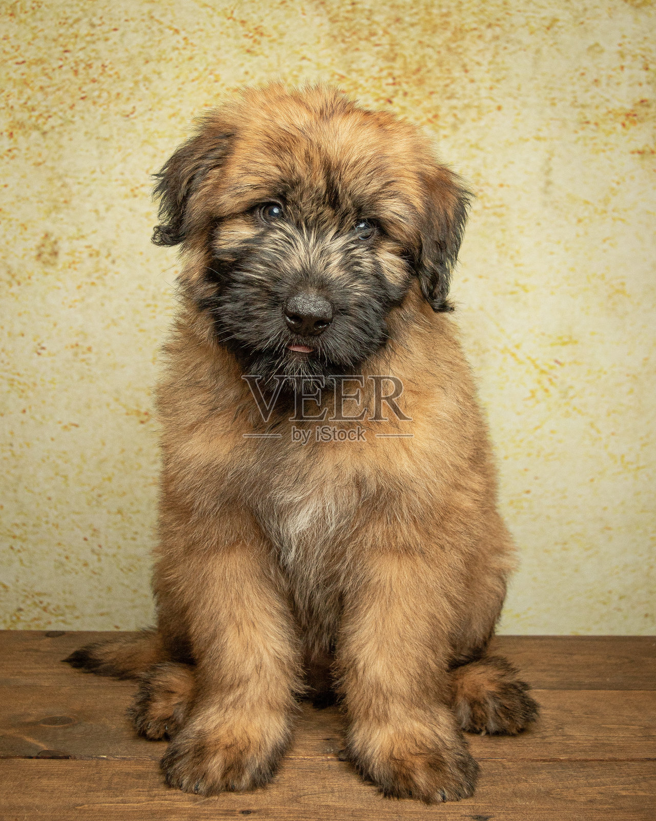 狗照片摄影图片