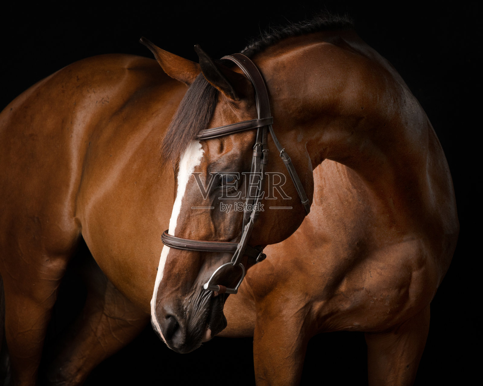 马照片摄影图片