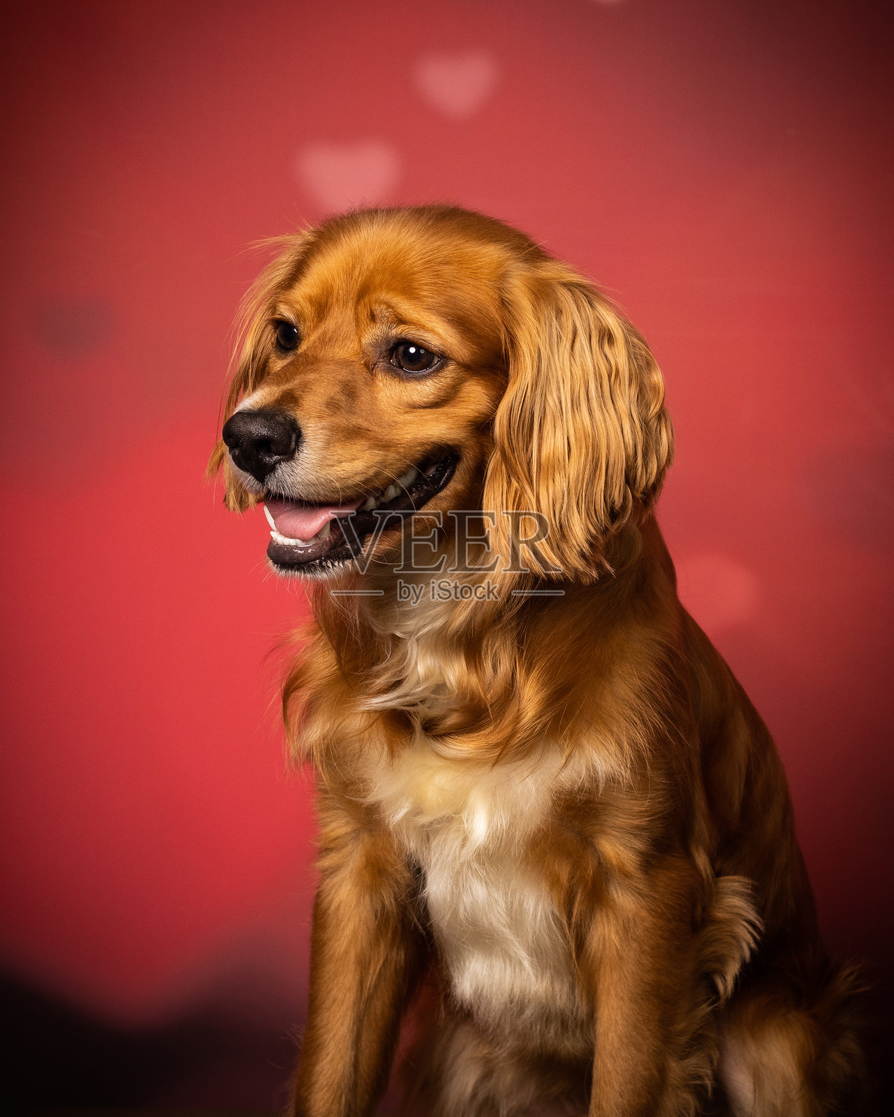 狗照片摄影图片