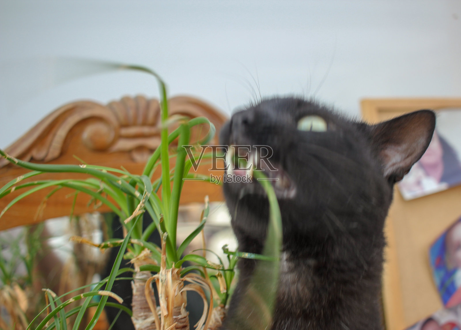 猫咪节，一只黑猫品尝绿色的食物照片摄影图片